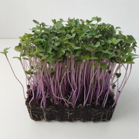 Λάχανο Red Cabbage Microgreens 0,05gr